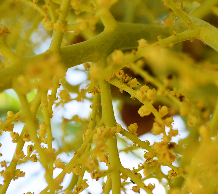 Closeup of Chinese fan palm flowers
