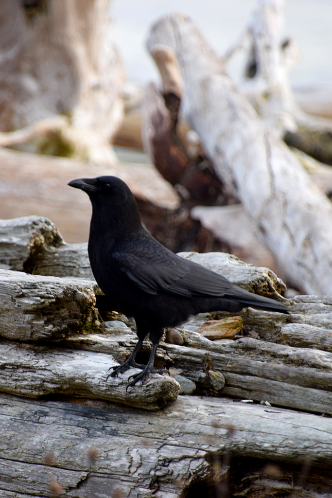 Northwestern Crow standing on driftwood